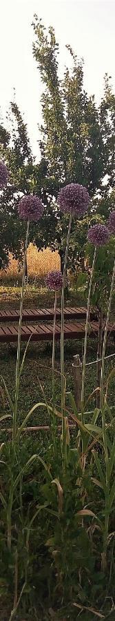 La Porta Stretta Affittacamere 3*